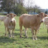 vaches01-300x300